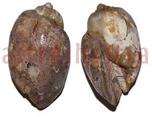 Heera Shankh 0123 52